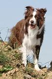 BORDER COLLIE 543